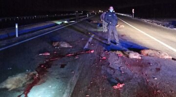 SÜRÜCÜLERİ ŞAŞIRTAN MANZARA!