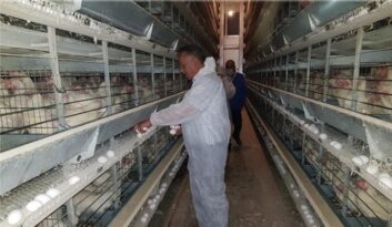 ÇORUM’DA 50 BİN TAVUK TELEF OLDU!