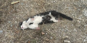 KEDİ İLE İLGİLİ AÇIKLAMA YAPILDI!