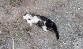 BÜYÜ İÇİN MİNİK KEDİYE KIYDILAR!