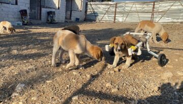 FELÇLİ KÖPEĞİ HAYATA BAĞLADI