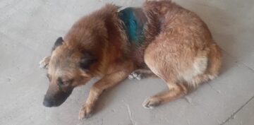 VURULAN KÖPEK YÜRÜYEMİYOR!