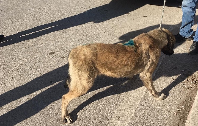 VİCDANSIZLAR KÖPEĞİ TÜFEKLE VURDU!