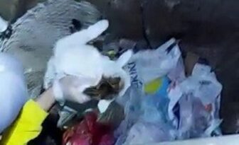 KEDİ PRES OLMAKTAN KURTULDU