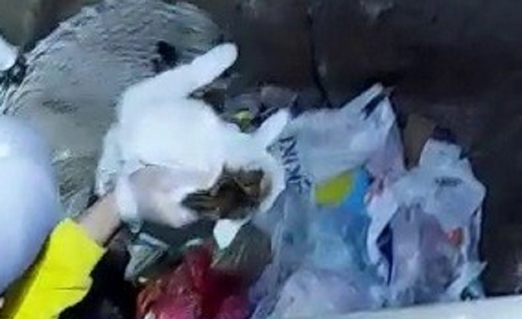 KEDİ PRES OLMAKTAN KURTULDU