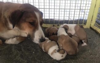 ANNE VE YAVRULAR KURTARILDI