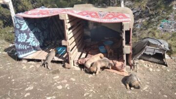 Başkan onlar için sıcak yuva yaptırıyor