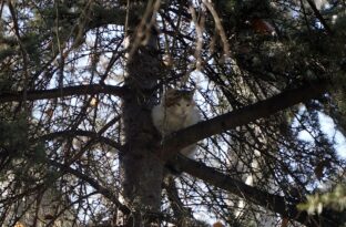 Yavru kedi inatlaştı ağaçtan inmedi!