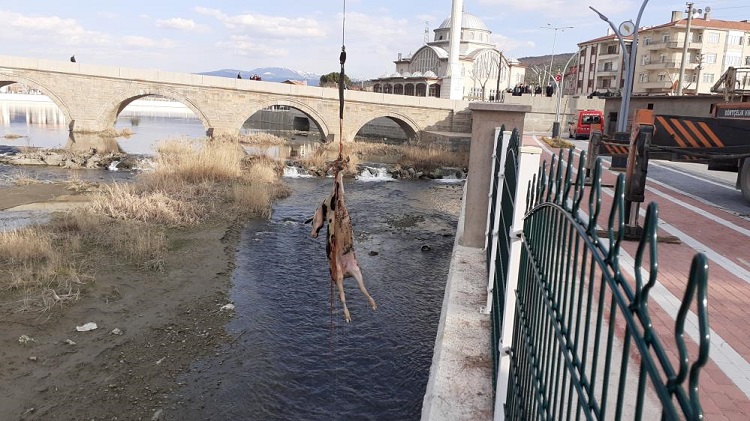 Kızılırmak’tan vinçle böyle çıkarıldı!