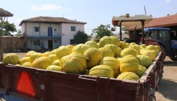 Çorum’un kavunu marka olacak!