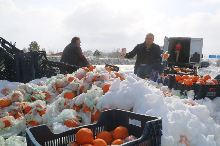 Kazada 20 ton portakal yola saçıldı!