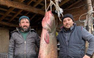 Çorum’da dev yayın balığı yakalandı!