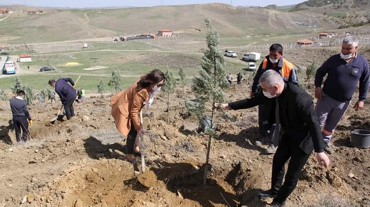 Manastır Tepesine servi fidanı diktiler