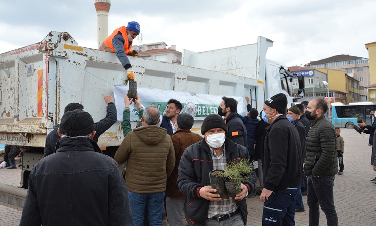 Alaca Belediyesi karaçam fidanı dağıttı