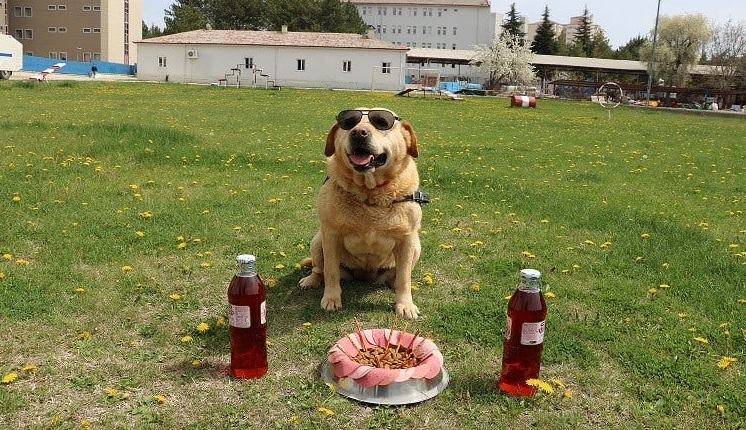 İz köpeği hisar emekliye ayrıldı