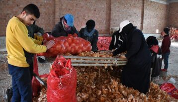 Çiftçilerden soğan alımına başlandı