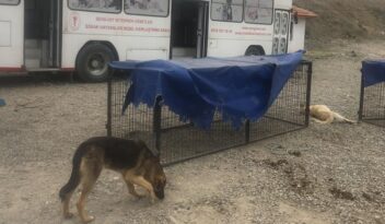 Sokak hayvanları kısırlaştırılıyor