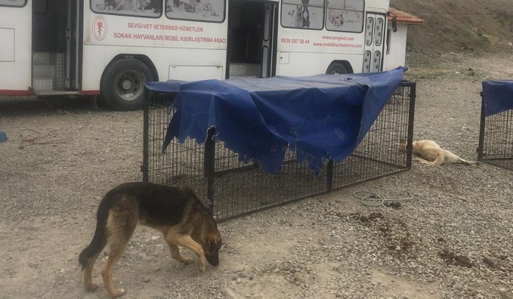 Sokak hayvanları kısırlaştırılıyor