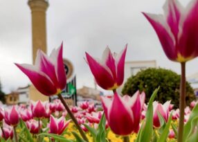 Bahar fotoğraf yarışması düzenlendi