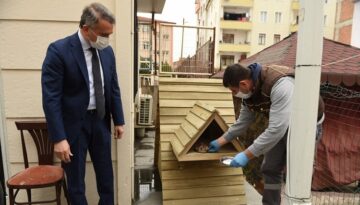 Belediye 38 tane kedi evi yaptı