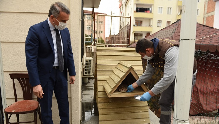 Belediye 38 tane kedi evi yaptı