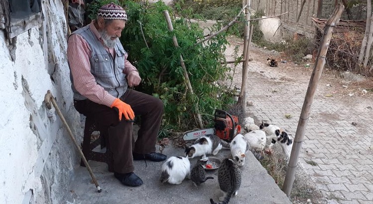 Sokak kedileri öksüz kaldı