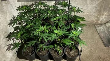 Saksıda kenevir yetiştirmiş!