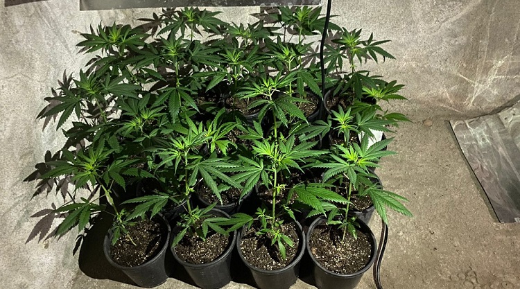 Saksıda kenevir yetiştirmiş!