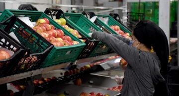 Elma bahçesinden 14 ülkeye ihracat