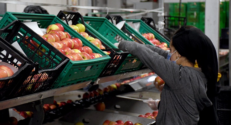 Elma bahçesinden 14 ülkeye ihracat