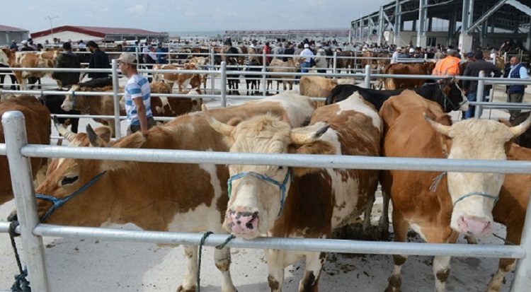 Tüm hayvan pazarları kapatıldı!