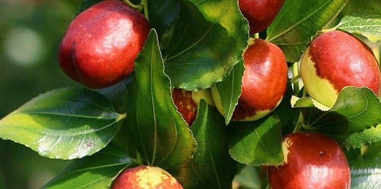 Alaca’da hünnap meyvesi yetiştirilecek