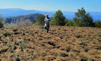 Yaban hayvanları için yem bitkisi ektiler