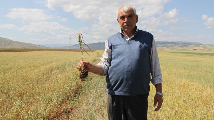 Tarım arazilerini kuraklık vurdu!