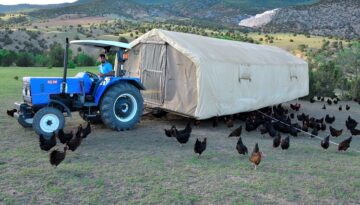 Gezen kümes ile gezen tavuklar