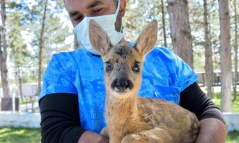Yavru karaca koruma altına alındı