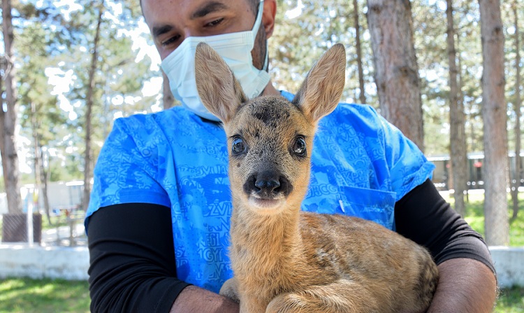Yavru karaca koruma altına alındı