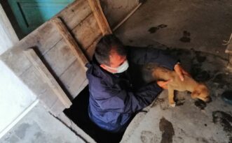 Yavru köpekleri zabıtalar kurtardı