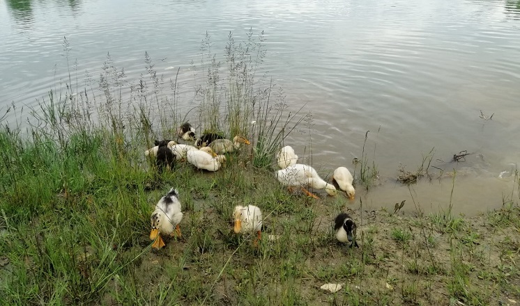 Yeşil Göle ördek yavruları bırakıldı