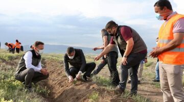 Guinnesse giren fidanları inceledi