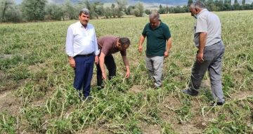 Çorum’da arazileri dolu vurdu