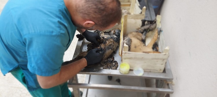 Zifte yapışan köpeklerin durumu!