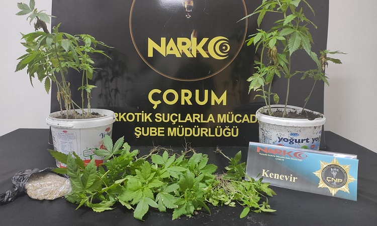 Kent merkezinden kenevir çıktı!