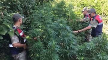 İzinsiz kenevir ekimi başını yaktı!