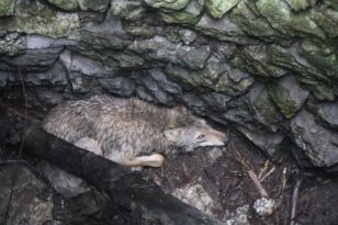 Su kuyusuna düşen kurt kurtarıldı