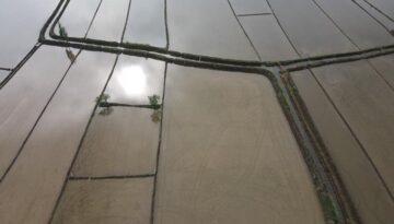 Çorum’daki beyaz altın tarlaları