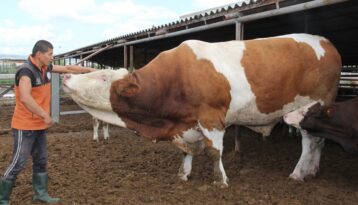 Çorum’daki dev kurbanlık şaşırttı!