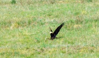 Çorum’da şah kartalı yılan avladı