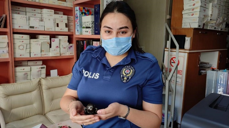Yavru ebabil kuşu emin ellerde