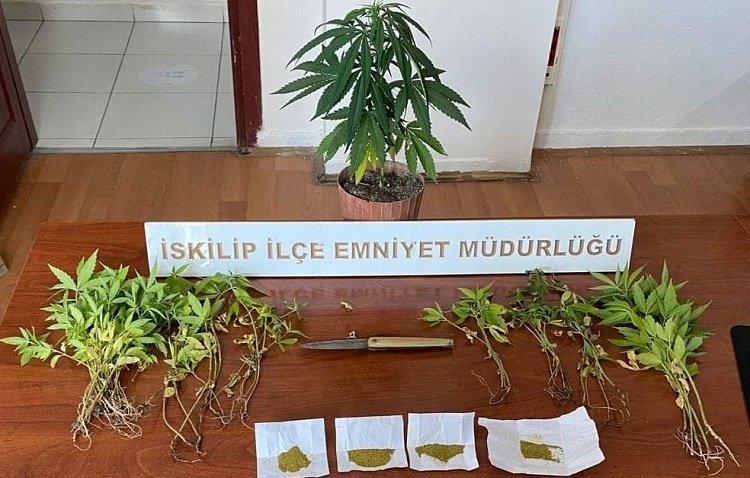 Evinde hint keneviri yetiştirmiş!